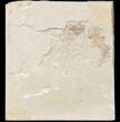 Cretaceous Fossil Shrimp - Lebanon #48582-1